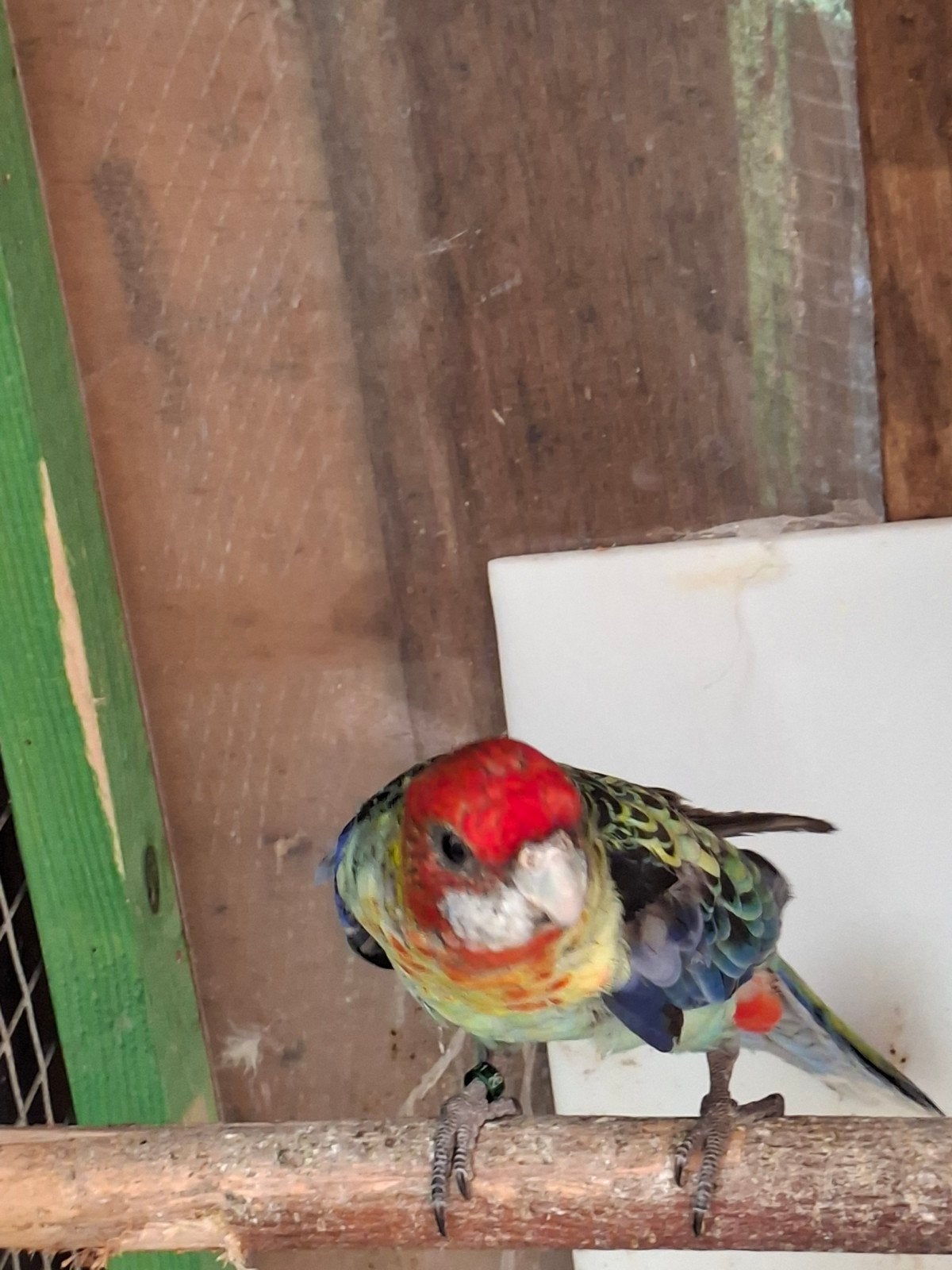 rosella parkiet