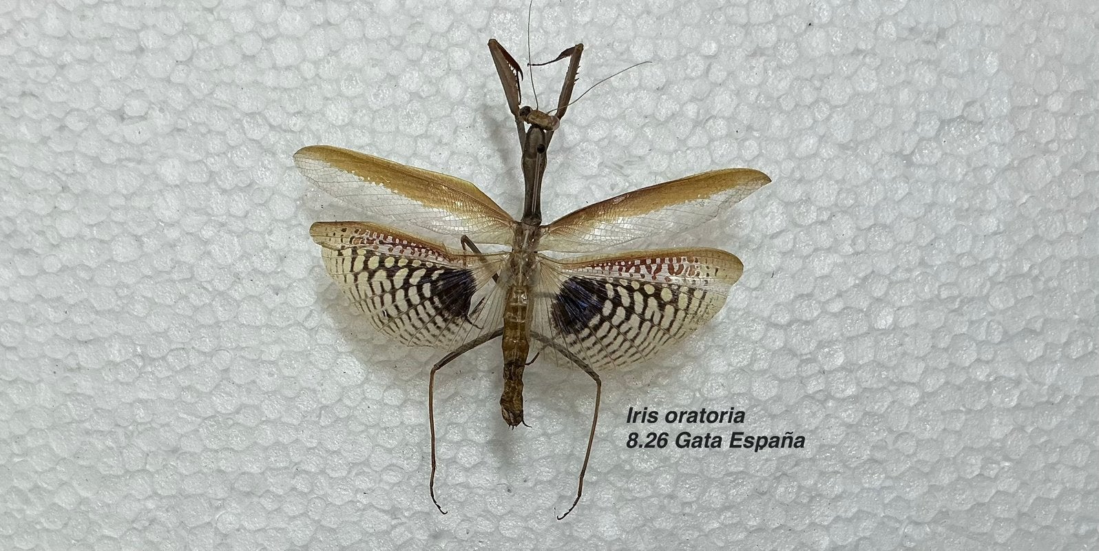 Iris oratoria, bidsprinkhaan Spanje, Ophalen of Verzenden, Zo goed als nieuw