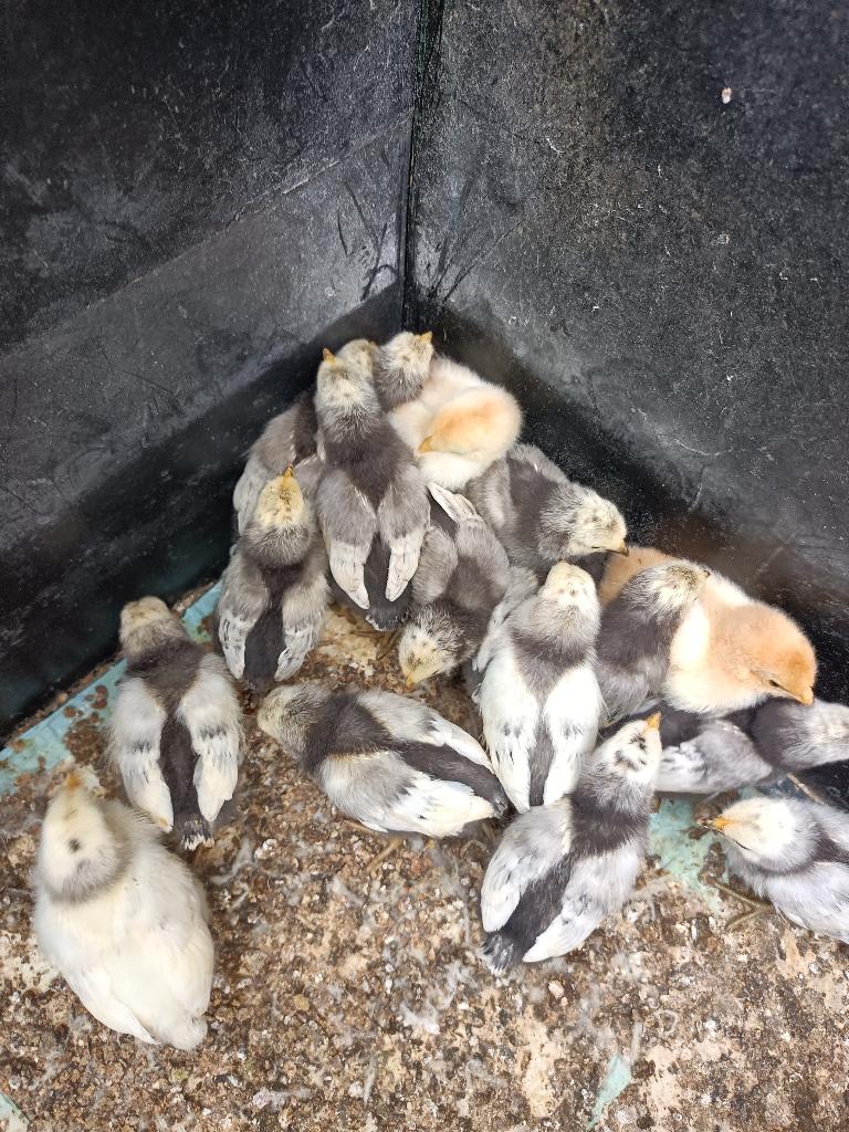 kuikens, Animaux & Accessoires, Sexe inconnu, Poule ou poulet