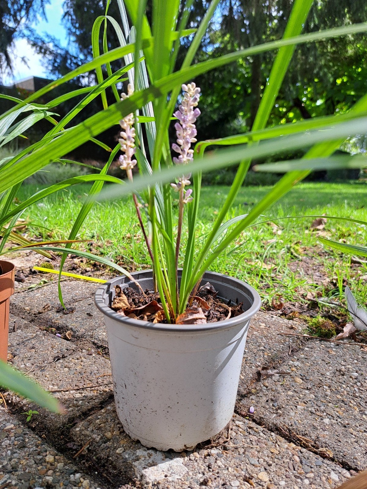 Liriope Royal Purple, Ophalen