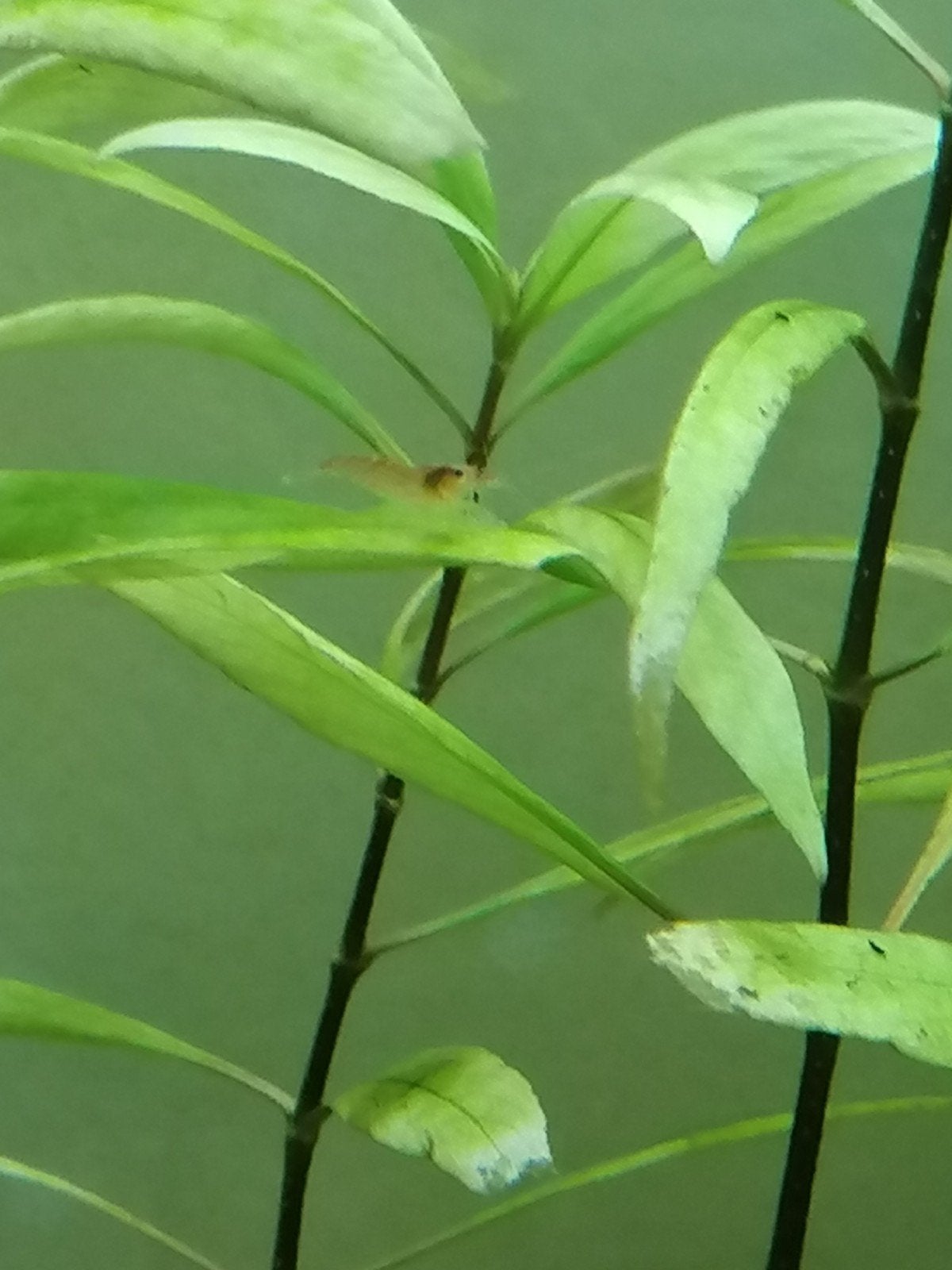 Wildkleur tot zeer lichtrode vuurgarnalen, neocaridina