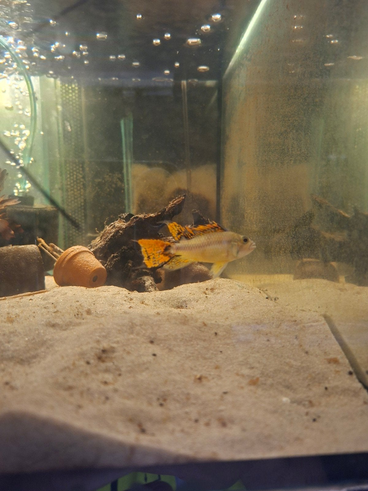 Apistogramma te koop, Vis, Zoetwatervis