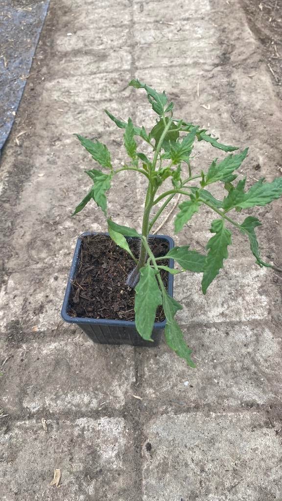 Tomatenplanten verschillende speciale soorten, Jardin & Terrasse, Plantes | Jardin, Annuelle, Plantes potagères, Mi-ombre, Été