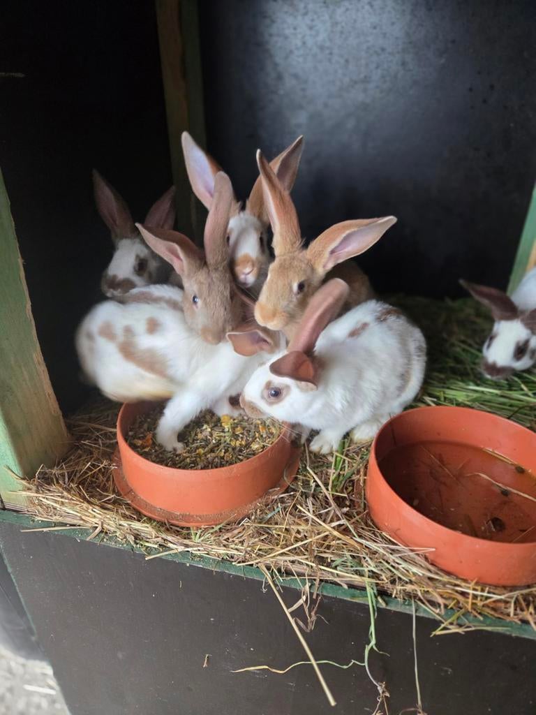 Nestje jonge konijnen  te koop. 7 stuks, Groot