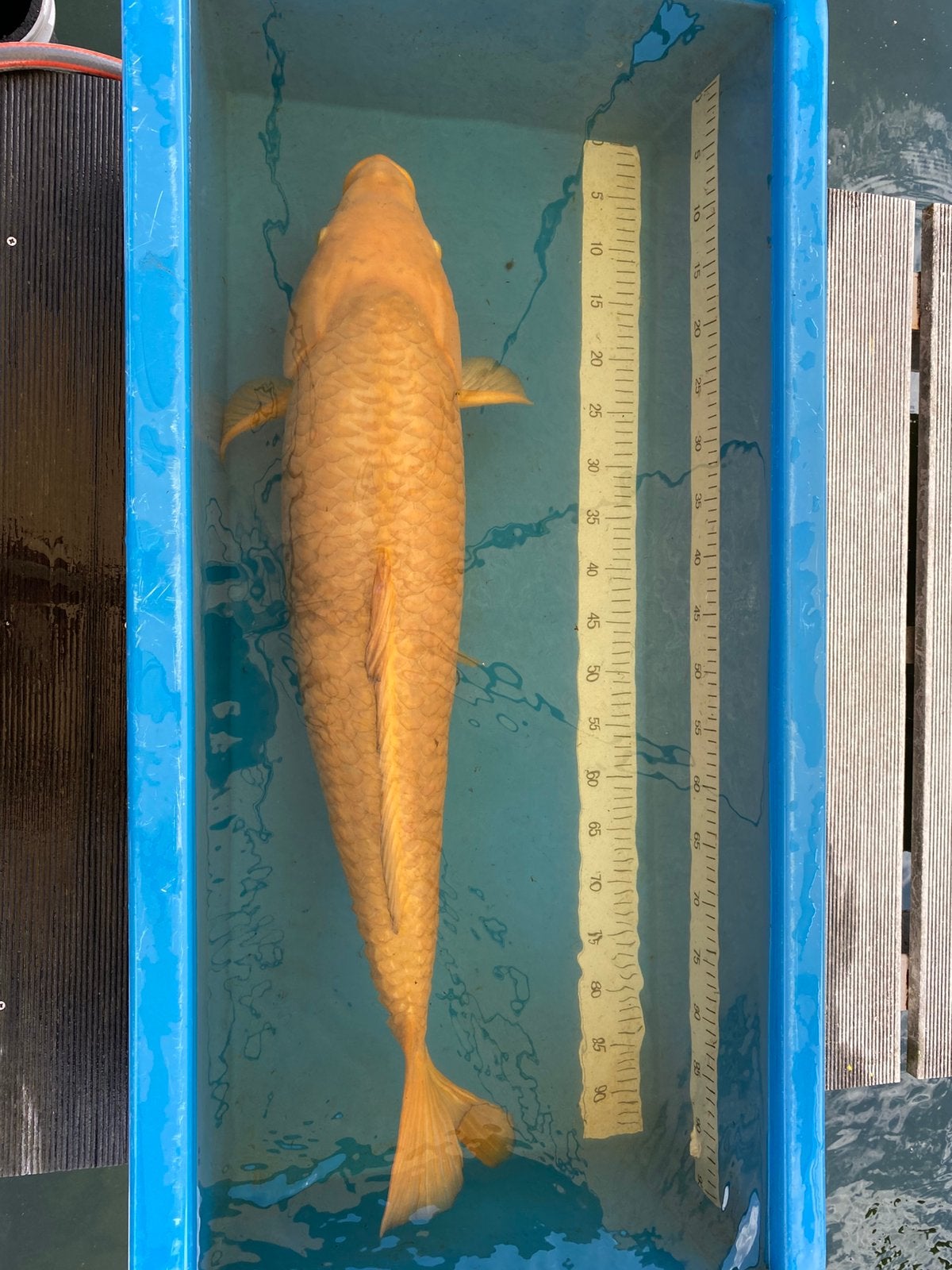 3 HQ Japanse jumbo koi te koop, Animaux & Accessoires, Poissons | Poissons d'étang, Carpe ou Koï