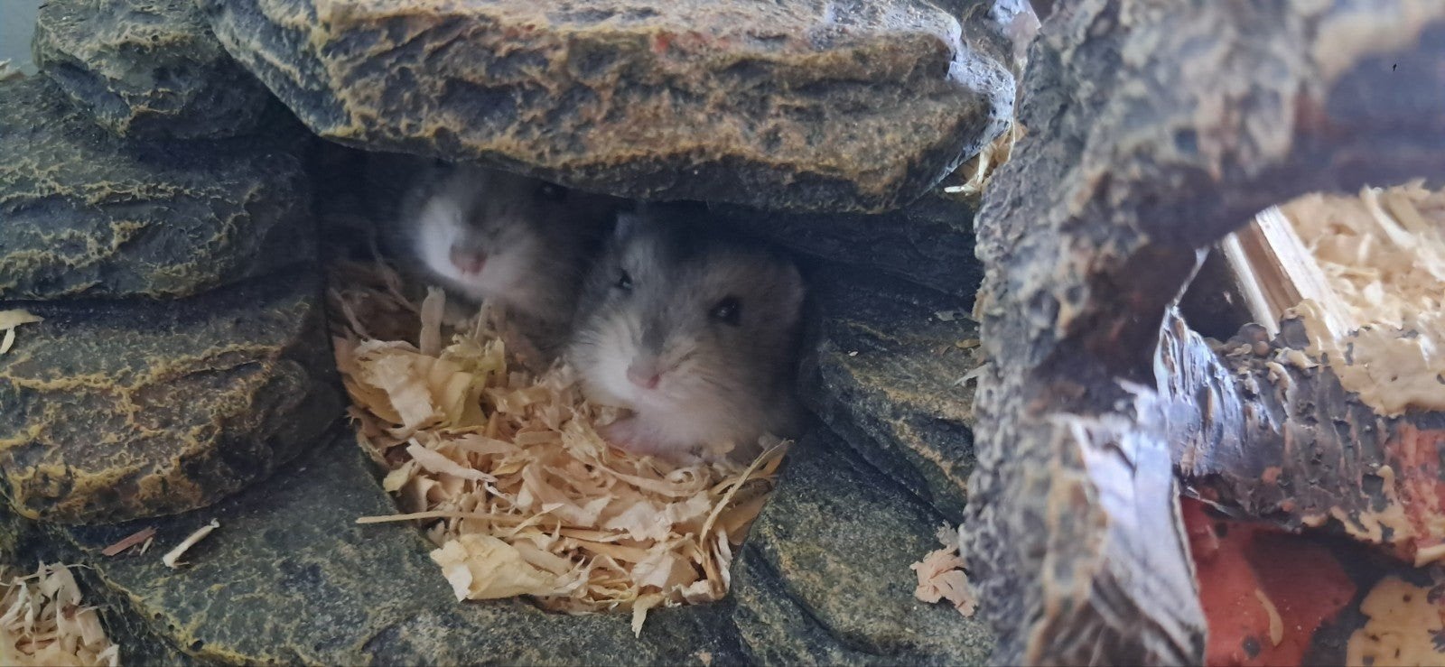 hamsters nains russes 3 semaines plus tard., Hamster, Mâle, Domestique, Septembre
