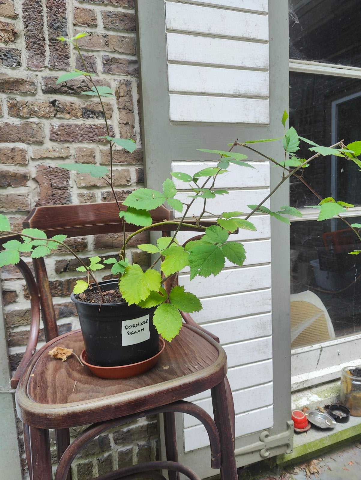 Bio doorenloze braam, Tuin en Terras, Planten | Bomen, Ophalen
