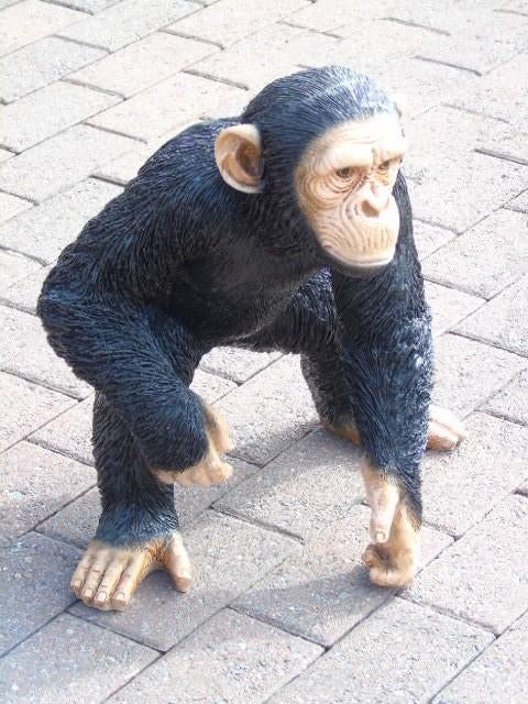 Standbeeld van een chimpansee, perfecte imitatie, Tuin en Terras, Ophalen, Nieuw, Kunststof, Dierenbeeld