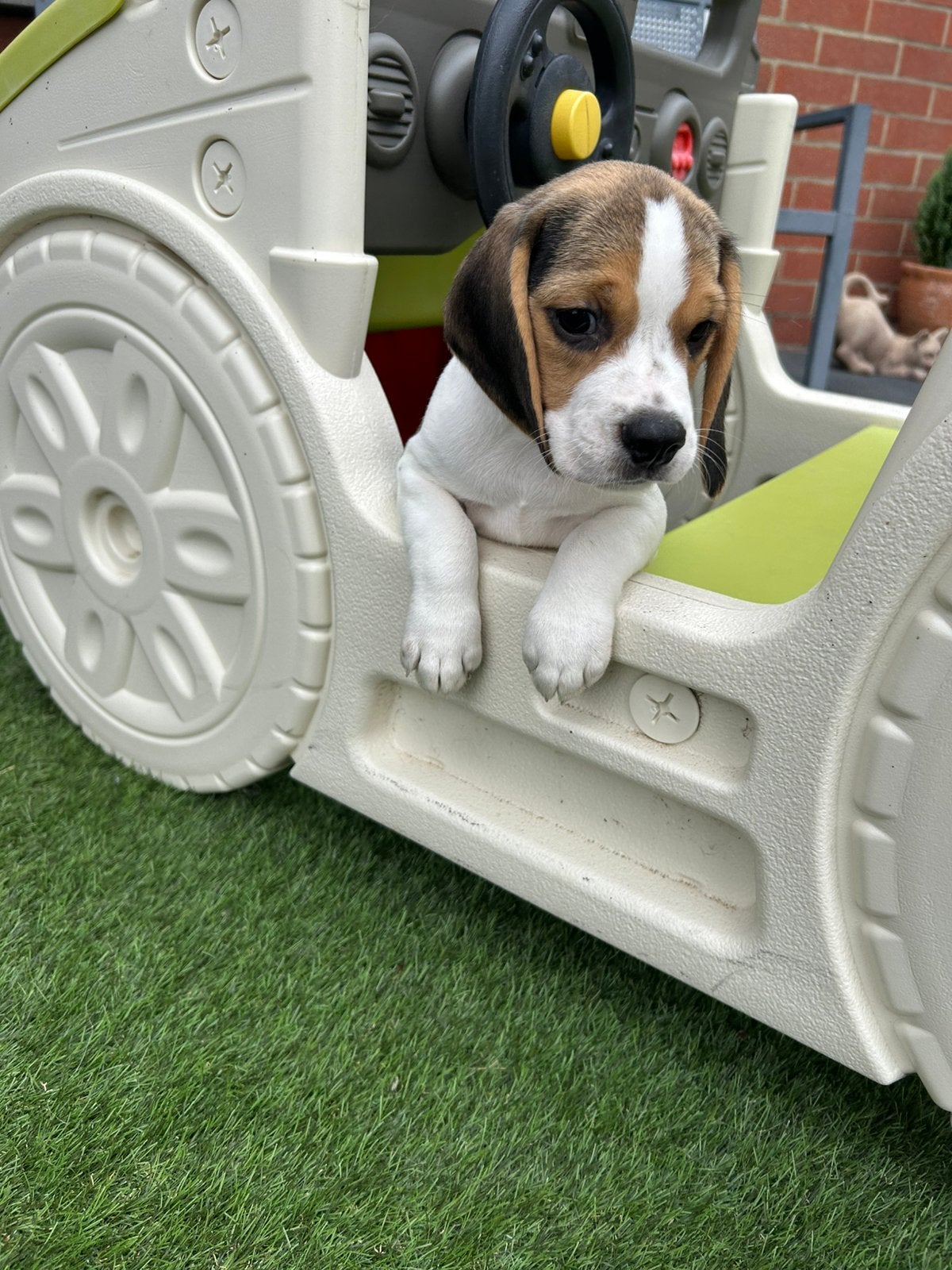 Lieve beagle pups, Dieren en Toebehoren, Honden | Beagles, Bassets en Lopende honden, België, Beagle, 8 tot 15 weken, Meerdere