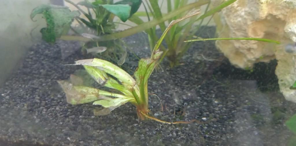 guppy's/guppies baby's, Dieren en Toebehoren