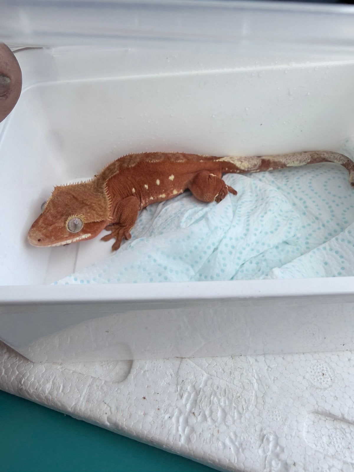 Wimpergekko Man (Red Bi-color) – Prachtige Dieprode Kleur!, Dieren en Toebehoren