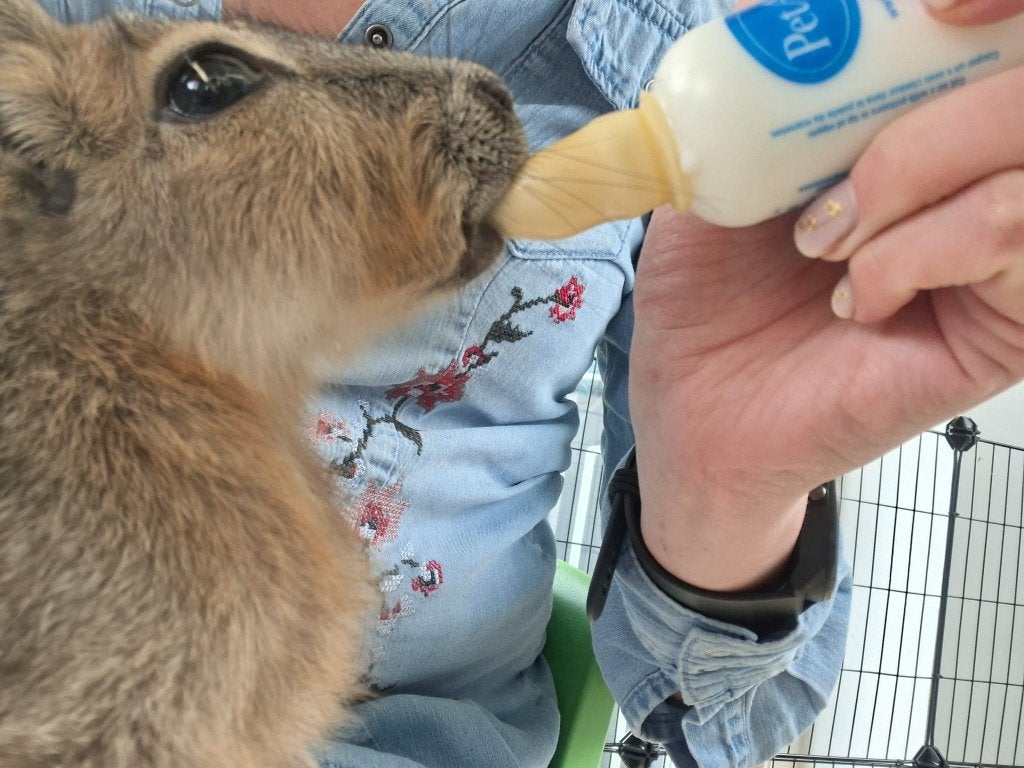 IK ZOEK: mara man en vrouw // of man ruilen, April, Meerdere dieren