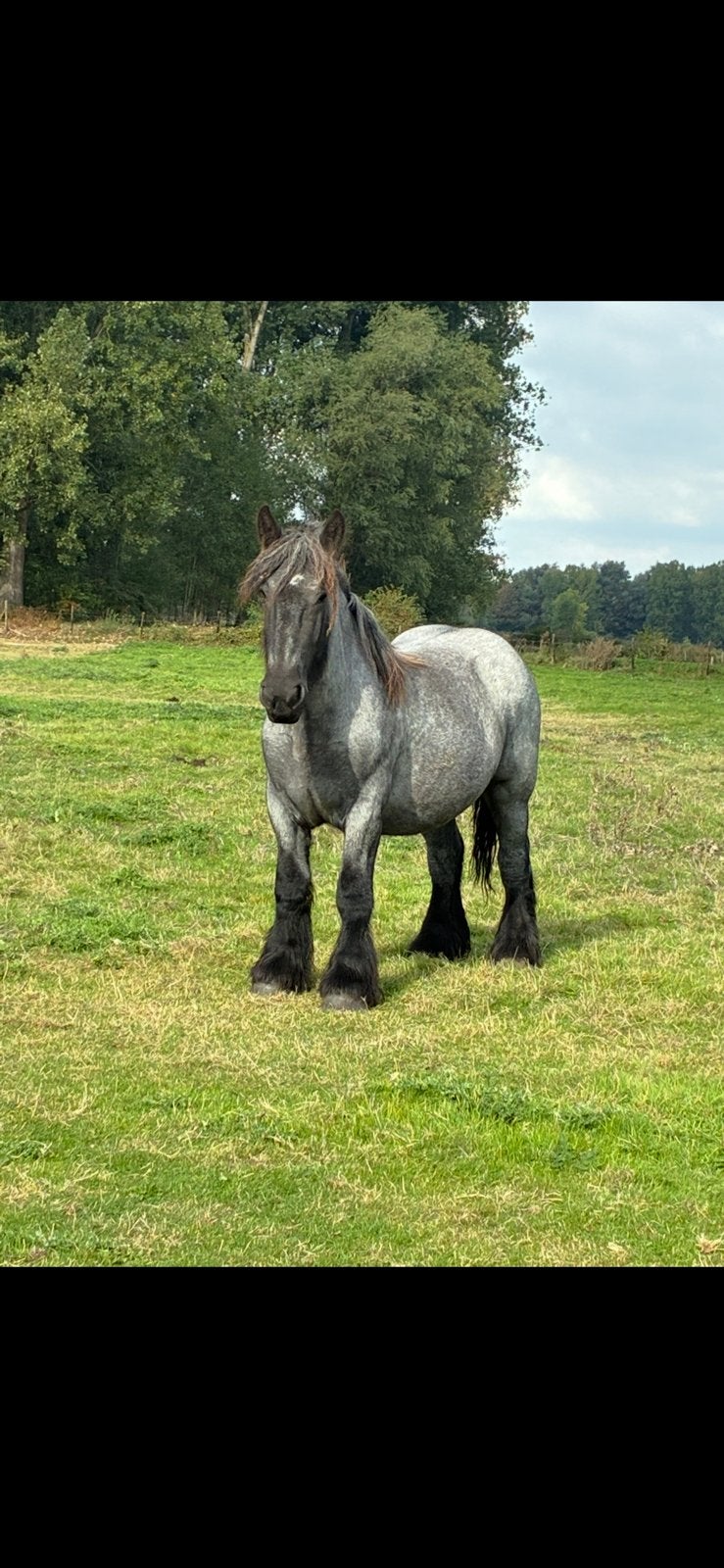 Drachtig trekpaard merrie, Dieren en Toebehoren