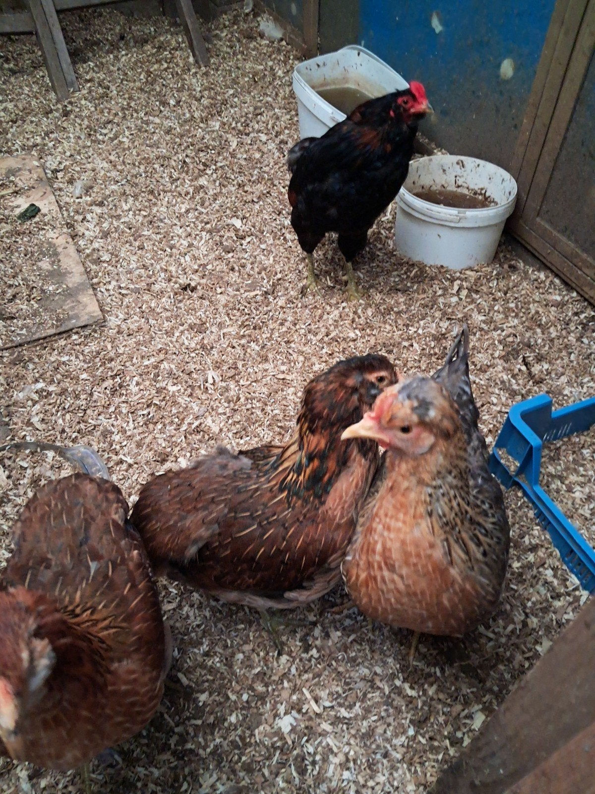 1 olijflegger en 3 arucanas van 5 maand oud, Dieren en Toebehoren, Pluimvee