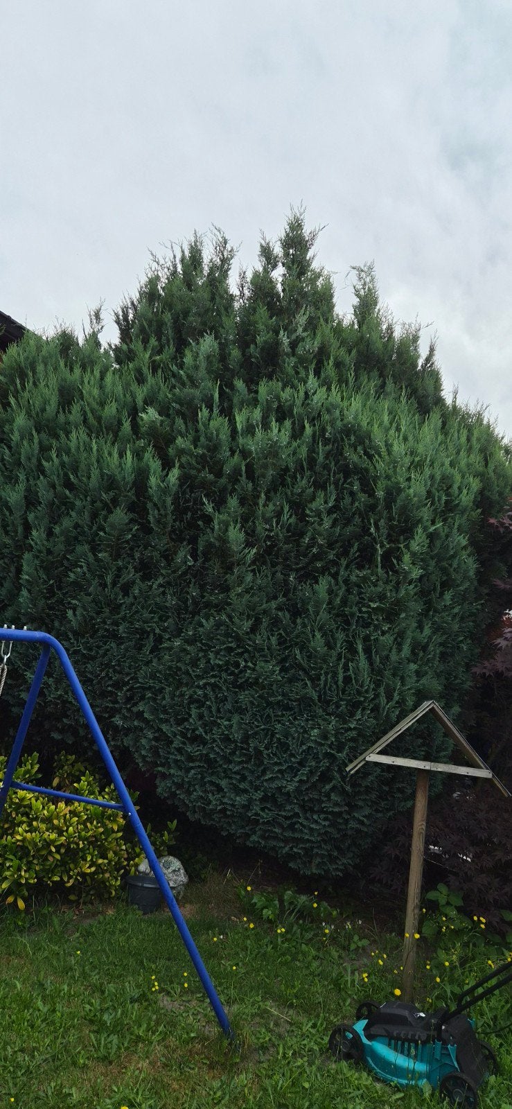 Conifeer, Tuin en Terras, Bloeit niet, Overige soorten, 400 cm of meer, Ophalen