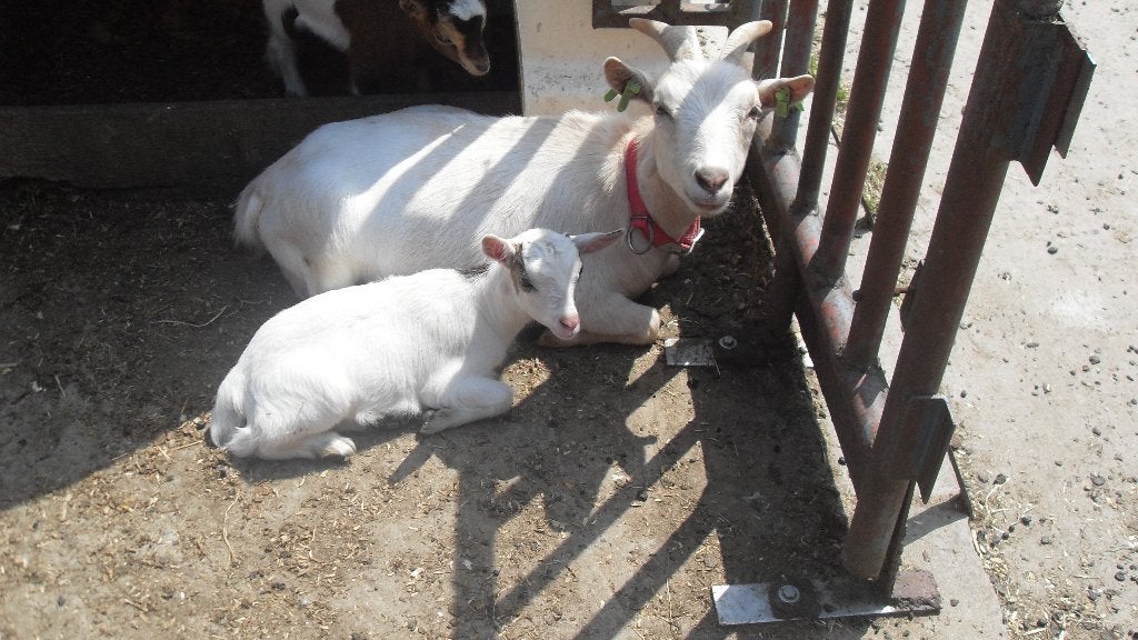 dwerggeitjes, Animaux & Accessoires, Moutons, Chèvres & Cochons, Chèvre, Femelle, 0 à 2 ans