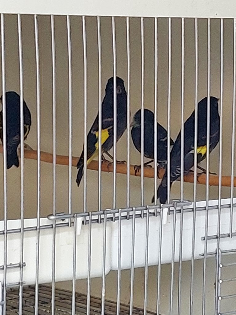 Tarin noir Spinus atratus, Plusieurs animaux, Oiseau tropical, Bagué