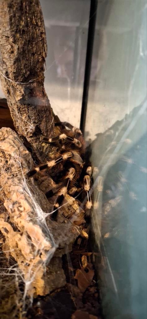 vitalius chromatus met terrarium, Met terrarium