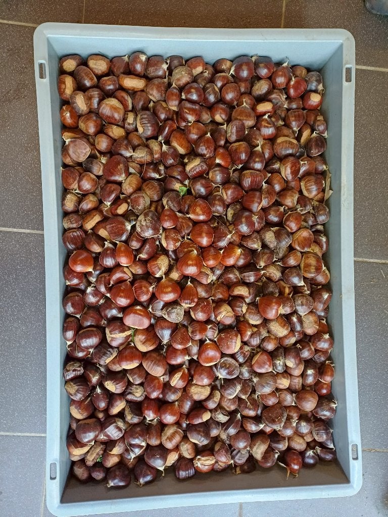 Kastanjes tamme, Ophalen of Verzenden