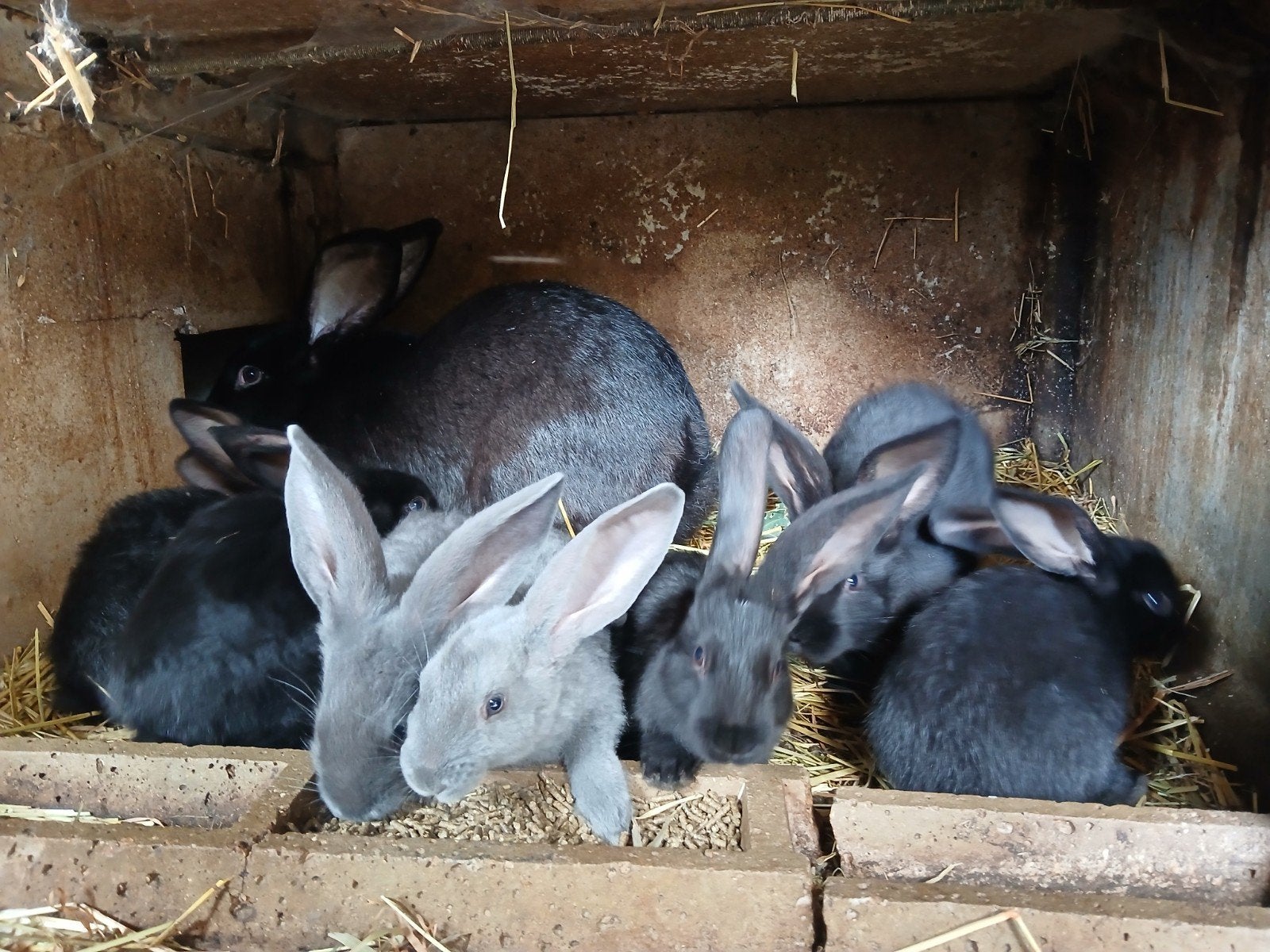 reuzevlinders lotharinger, Dieren en Toebehoren