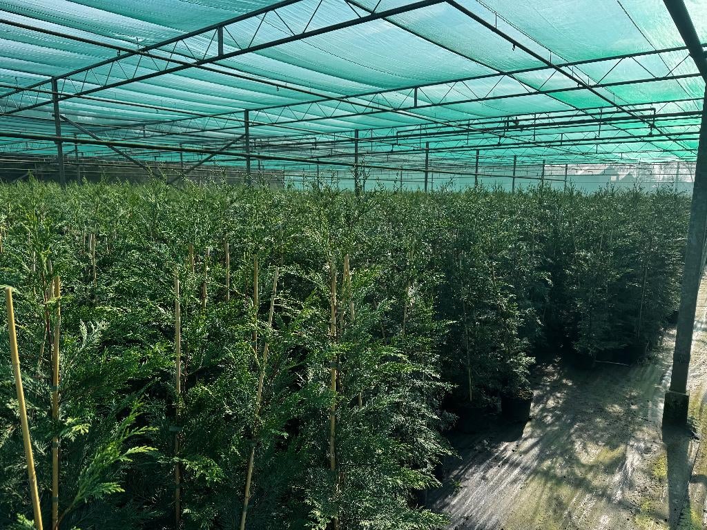 Haag/ Haagplanten Leylandii 50%Korting, Jardin & Terrasse, Plantes | Arbustes & Haies, Enlèvement, Conifère, Haie, 100 à 250 cm