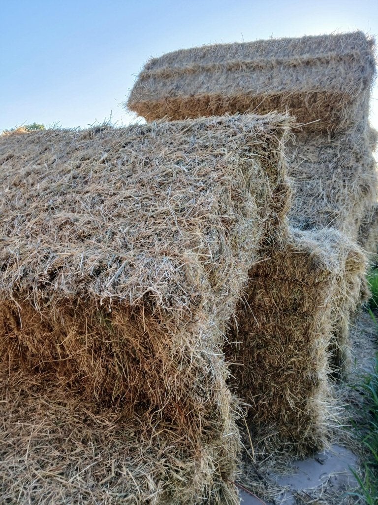 Hooi, 35 balen, 2 x1.2 x 0.7 m, Dieren en Toebehoren, Paarden en Pony's | Overige Paardenspullen, Ophalen, Nieuw, Overige disciplines