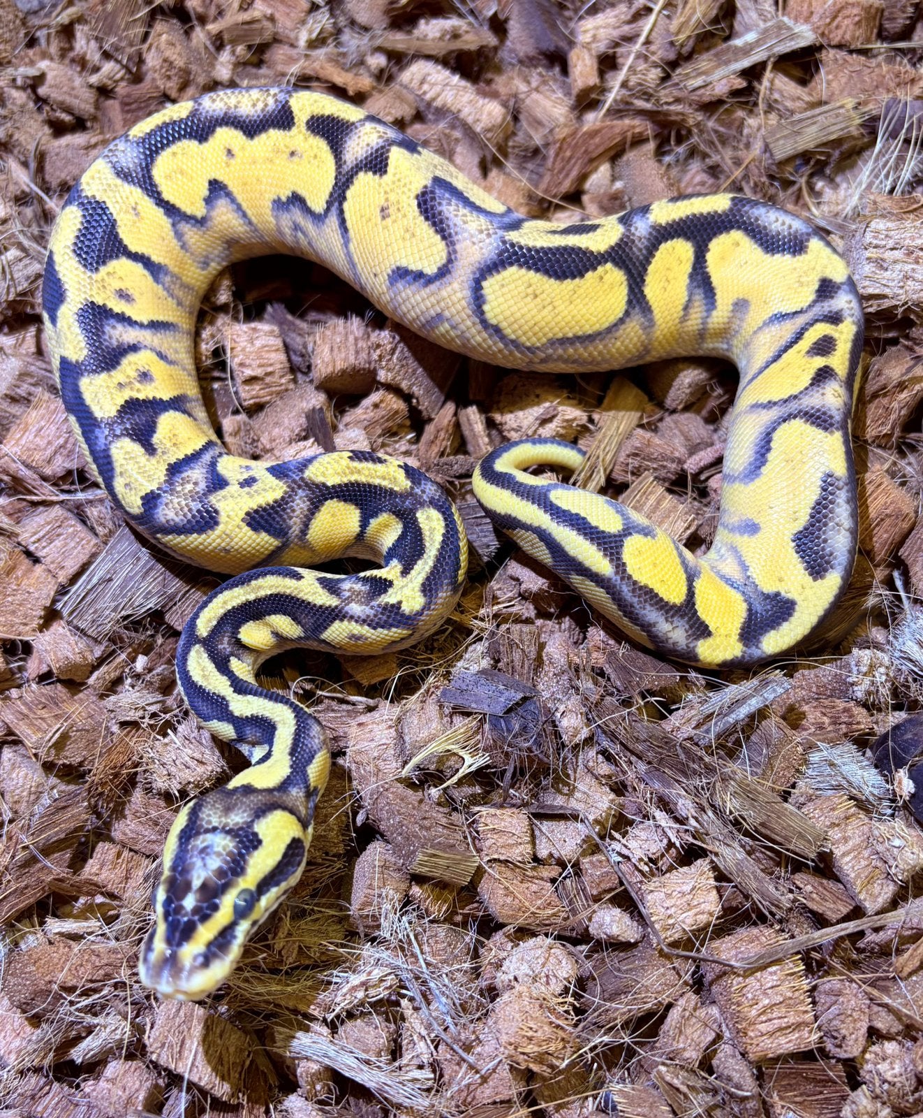 Python regius Enchi Vanilla Pastel YB Ball Python - unknown for sale from RMD Regius