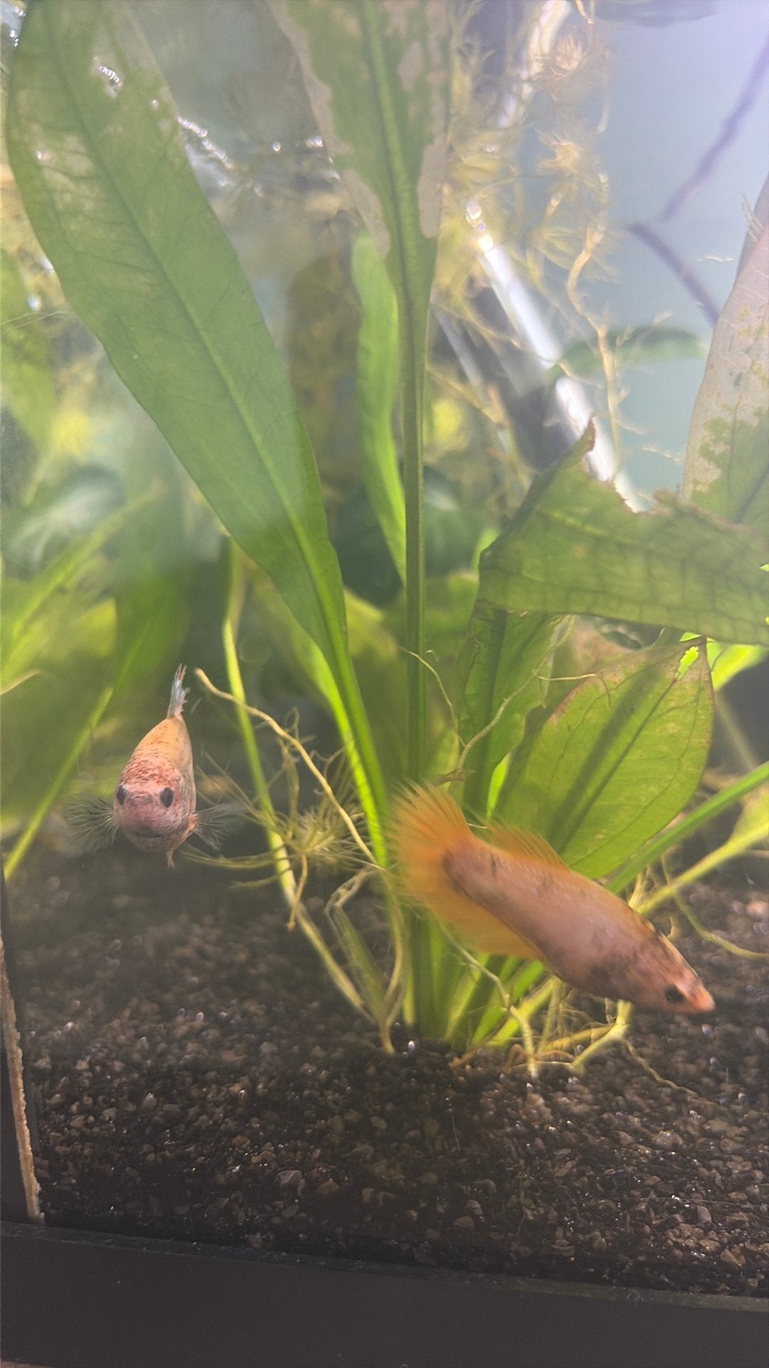 4 vrouwelijke bettas, Dieren en Toebehoren, Vissen | Aquariumvissen, Zoetwatervis, Vis, Schoolvis