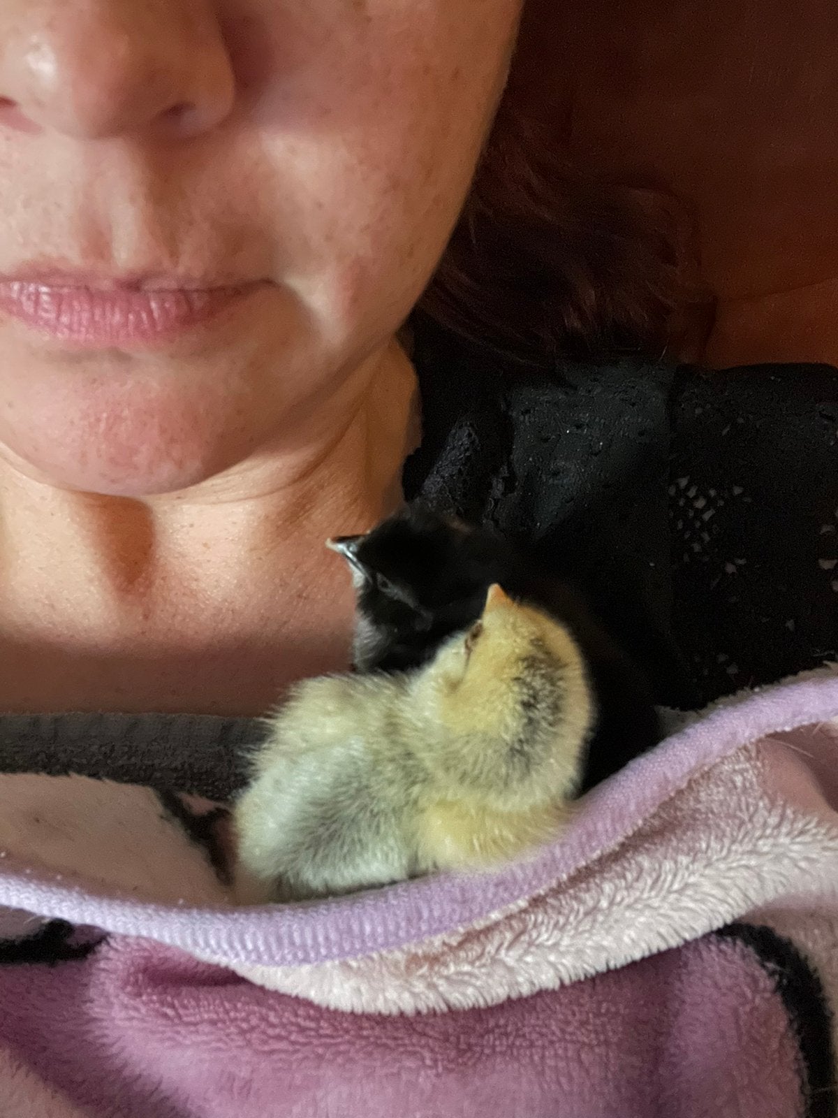Kuikens te koop. Eigen kweek. 1-2 weken oud., Dieren en Toebehoren, Pluimvee, Geslacht onbekend, Kip