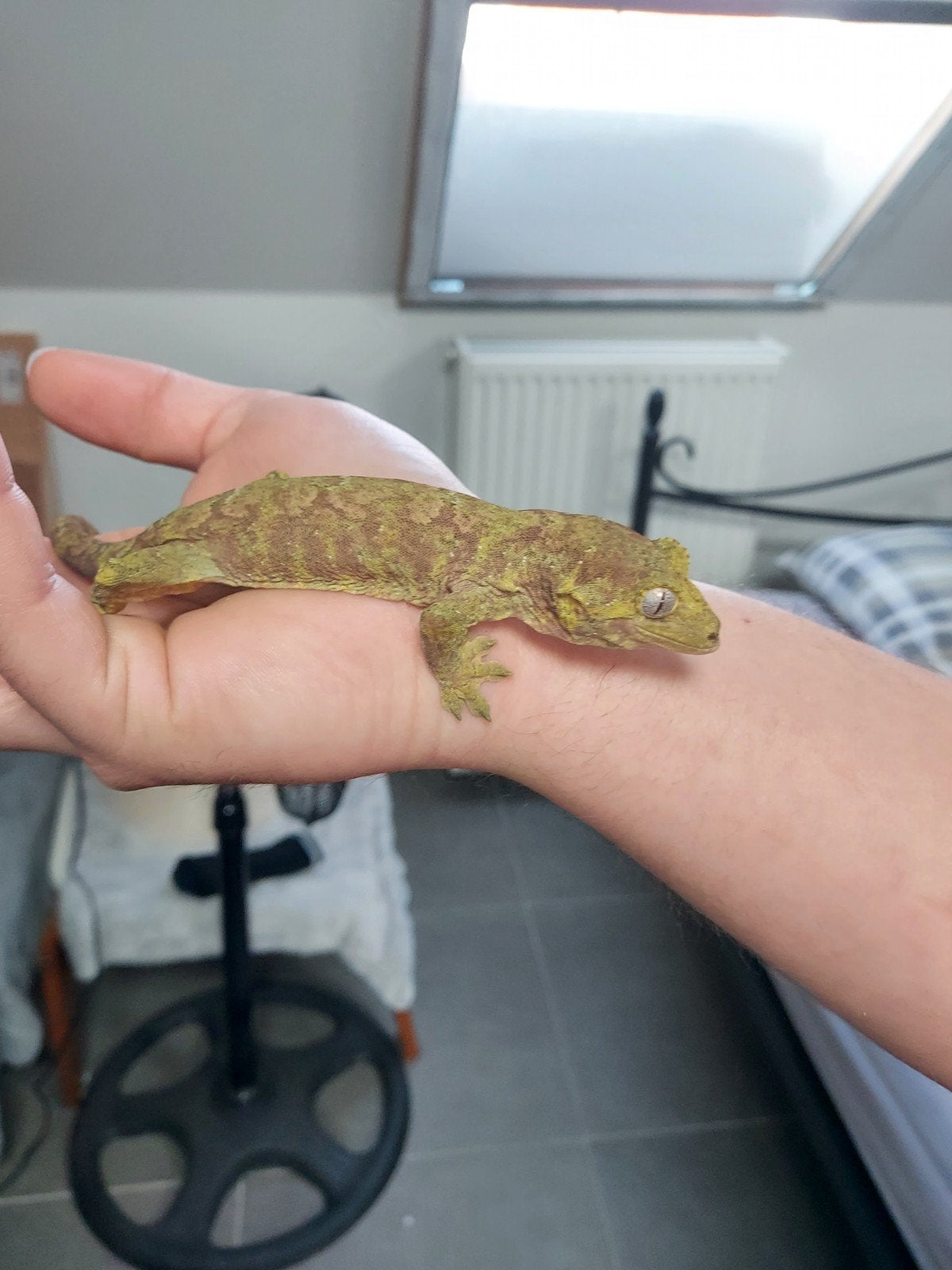 prachtig chahoua gecko mannetje 2024, Dieren en Toebehoren, Overige soorten, Tam