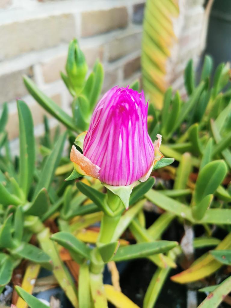Plantscheuten (20cm) van een rotsplant., Tuin en Terras, Ophalen, Winter