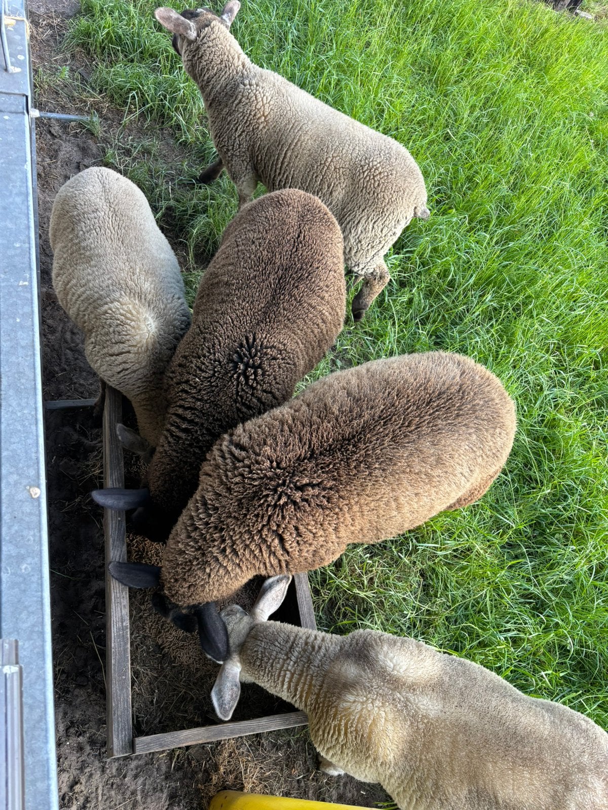 Lammers geboren februari, Meerdere dieren, Schaap, 0 tot 2 jaar