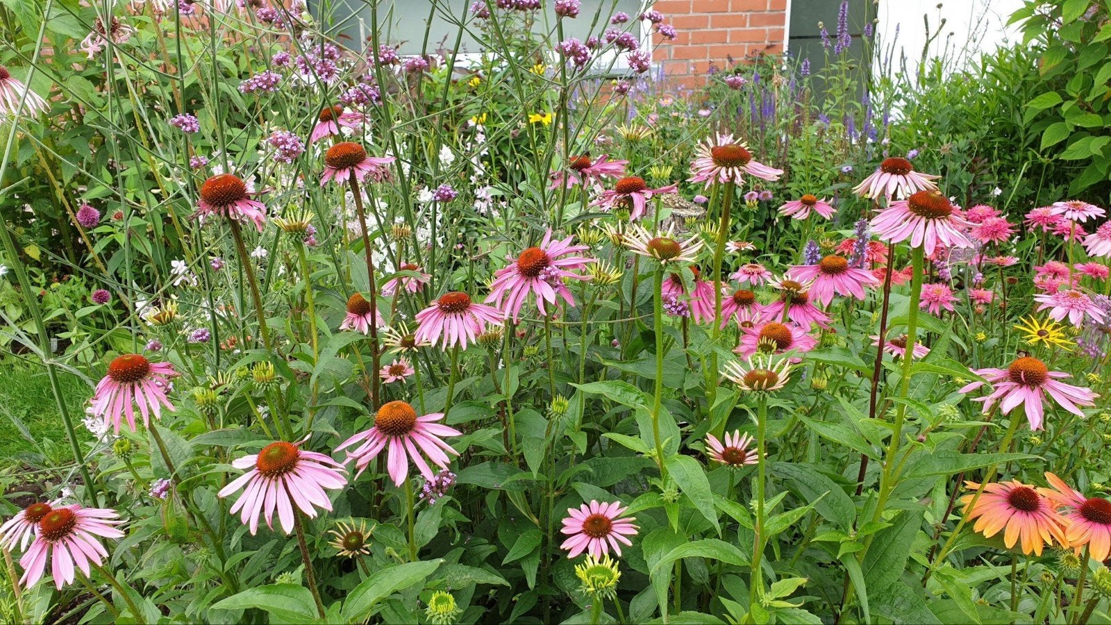 Terug echinacea zaailingen , zelf verder opkweken, Jardin & Terrasse, Plantes | Jardin, Plante fixe, Autres espèces, Plein soleil