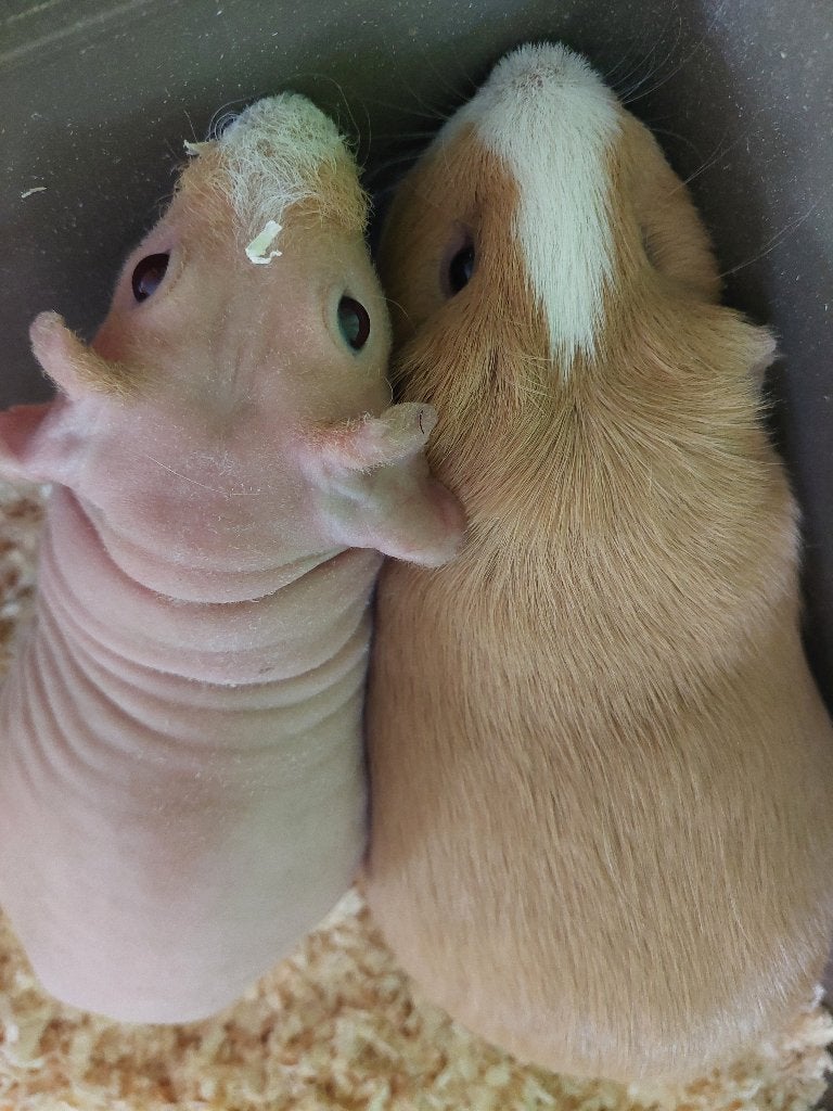 Caviakoppeltje te koop, Dieren en Toebehoren, Knaagdieren, Juli, Meerdere dieren, Cavia