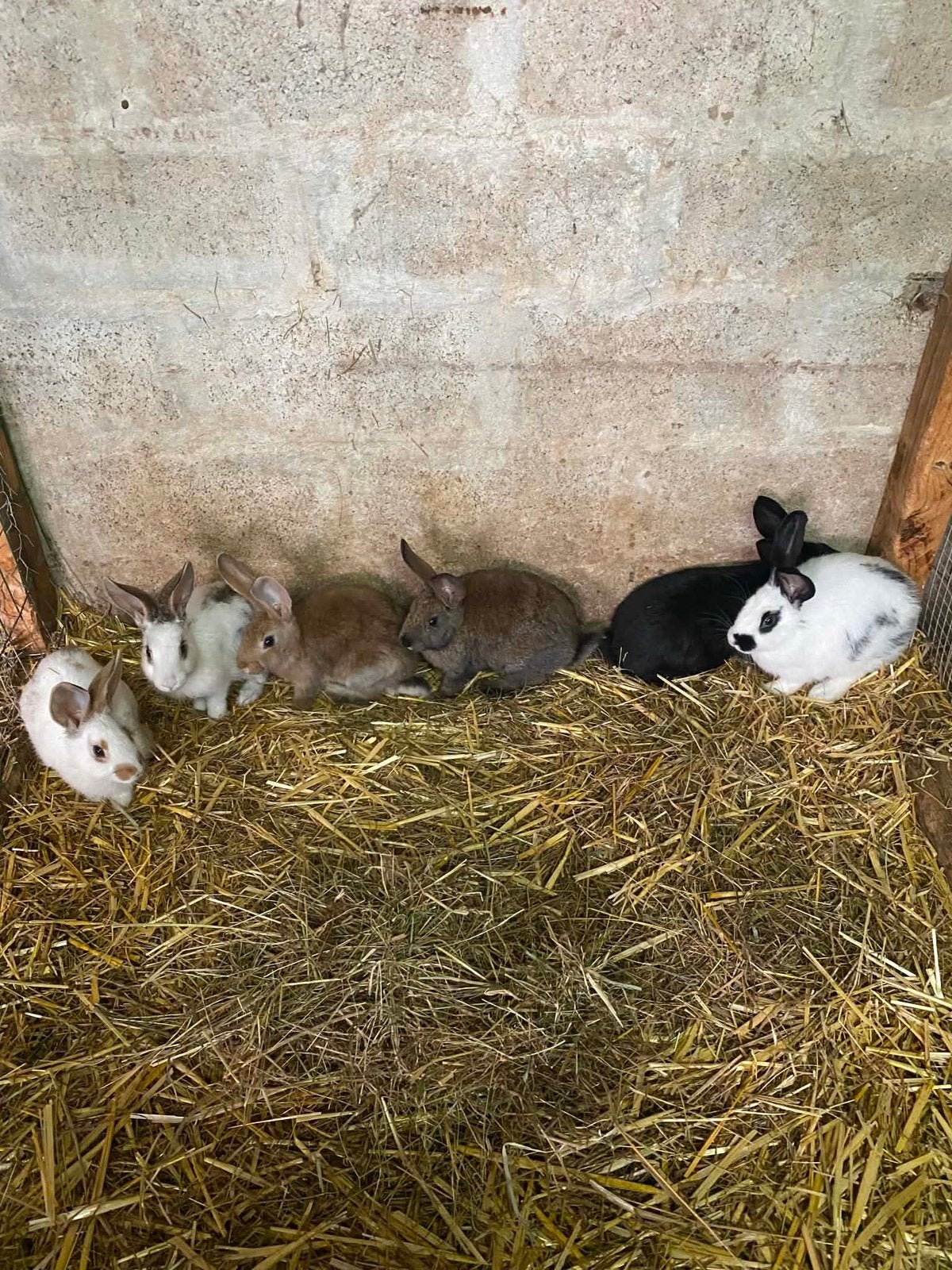 Jonge konijnen te koop, Dieren en Toebehoren, Meerdere dieren, Middelgroot, 0 tot 2 jaar