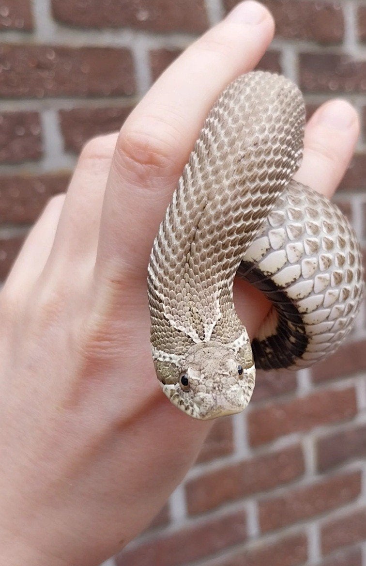 0.1 Heterodon nasicus, Animaux & Accessoires, Serpent, Domestique, 3 à 6 ans