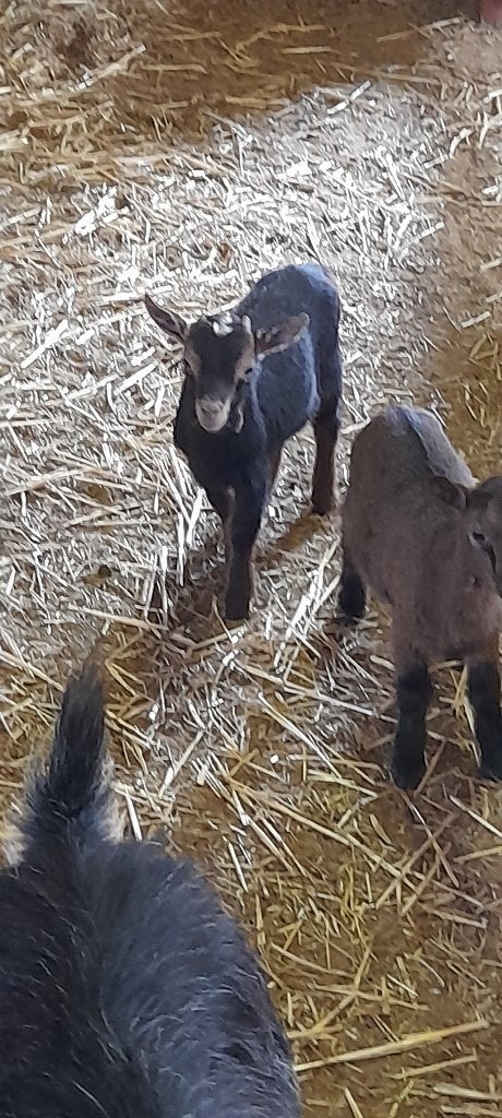 Tamme lammetjes, Plusieurs animaux, Chèvre, 0 à 2 ans