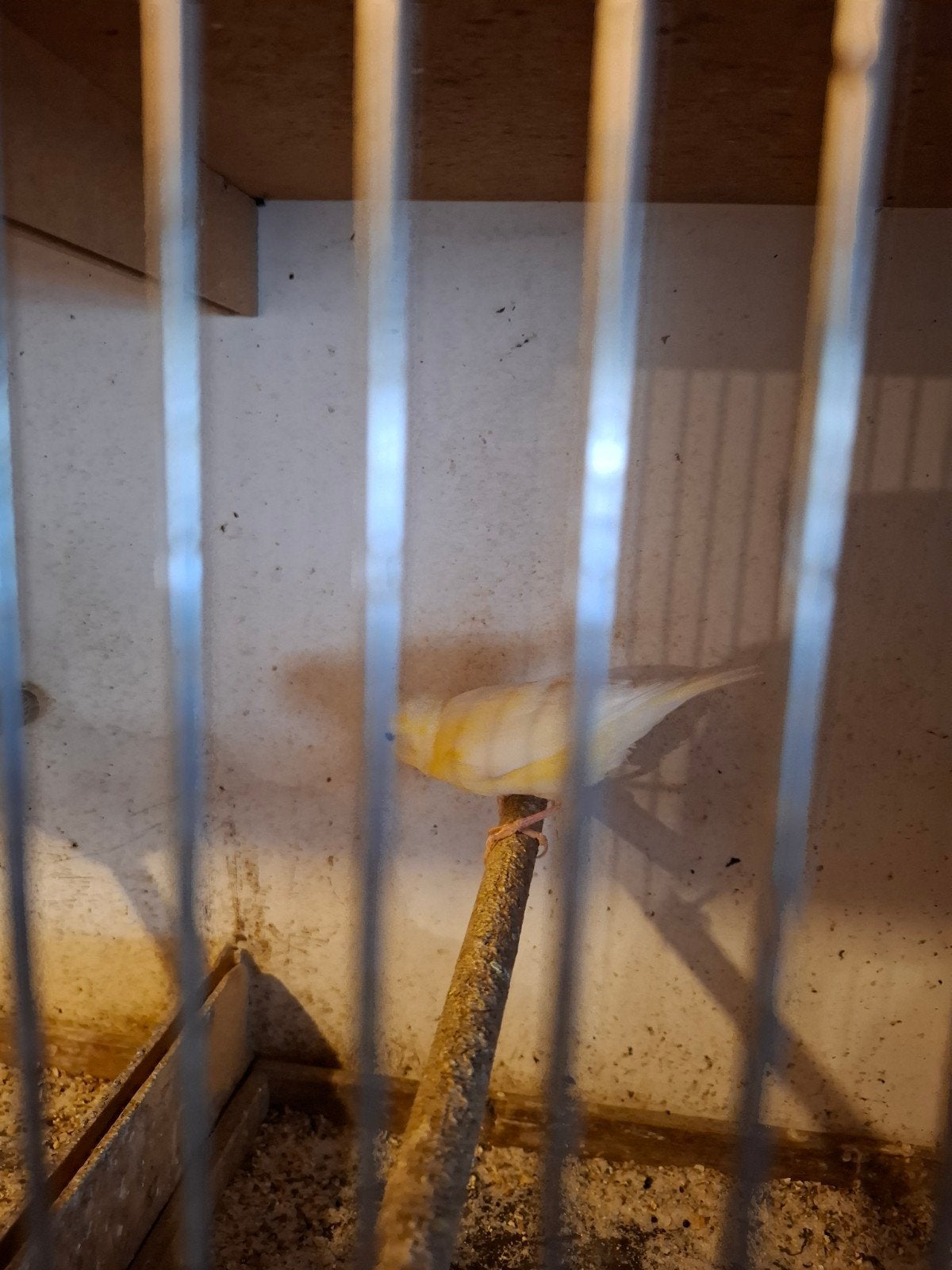 kanaries, Dieren en Toebehoren, Meerdere dieren, Zangkanarie