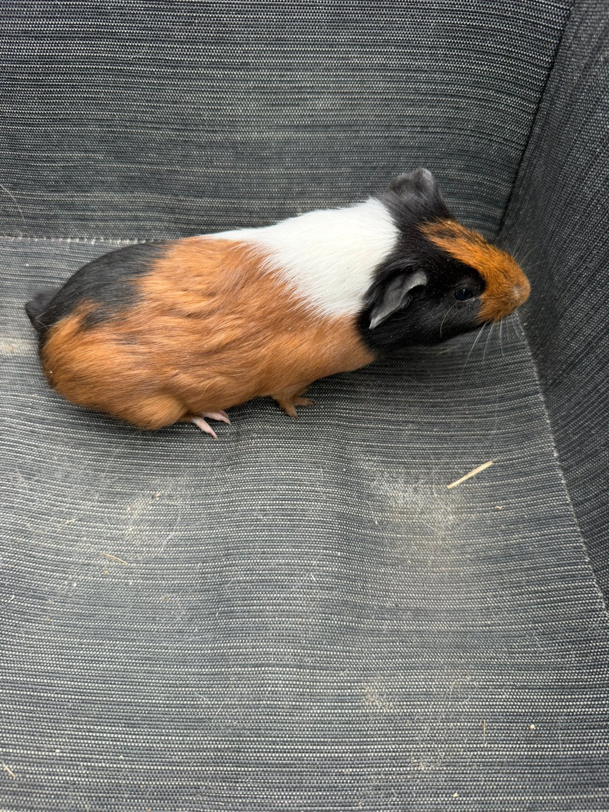3 raszuivere goadhaar beertjes, Dieren en Toebehoren, Cavia, Mannelijk, Mei, Tam