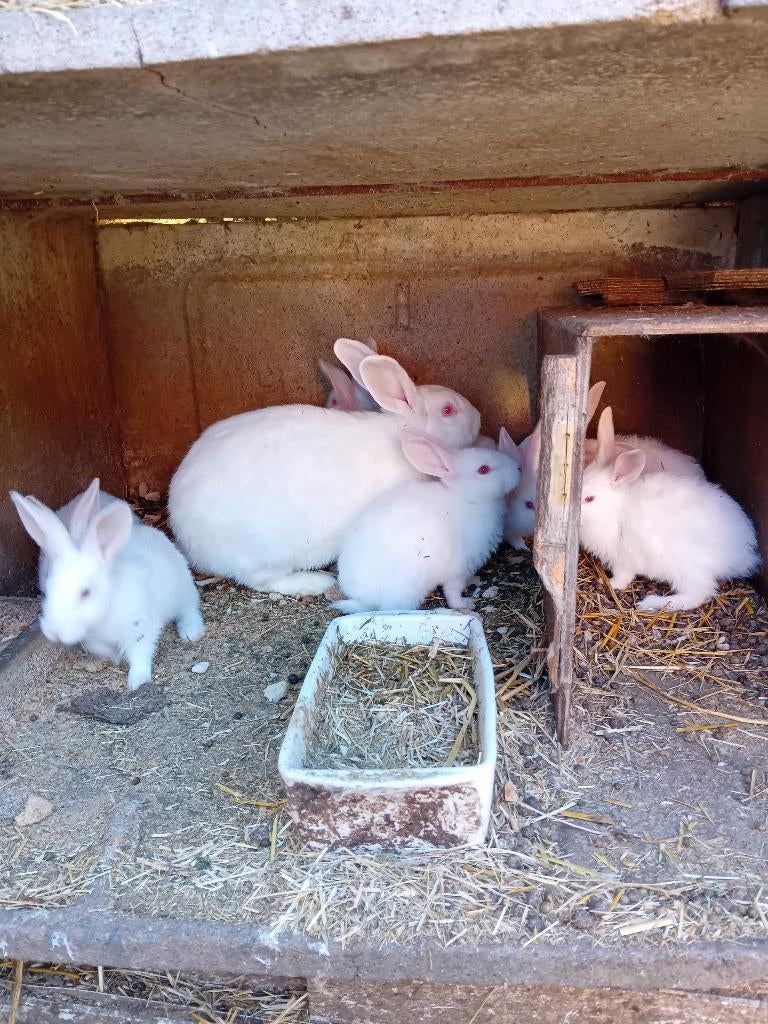 Vleeskonijnmoer met jongen te koop, Dieren en Toebehoren, Meerdere dieren, Groot, 0 tot 2 jaar
