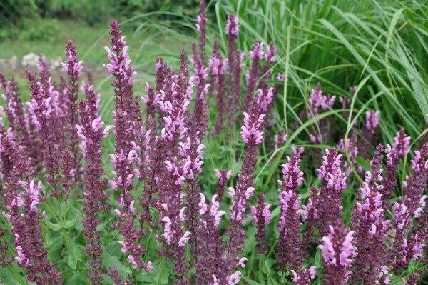 Salvia nemorosa 'Rose Queen', Tuin en Terras, Planten | Tuinplanten, Ophalen, Zomer, Vaste plant, Volle zon