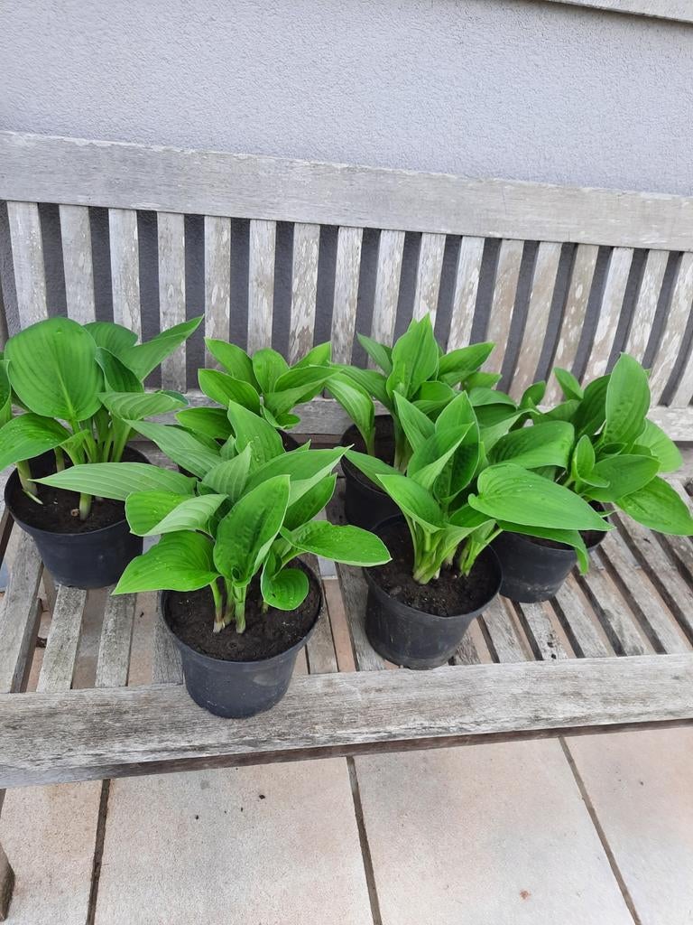 Hosta, Tuin en Terras, Ophalen