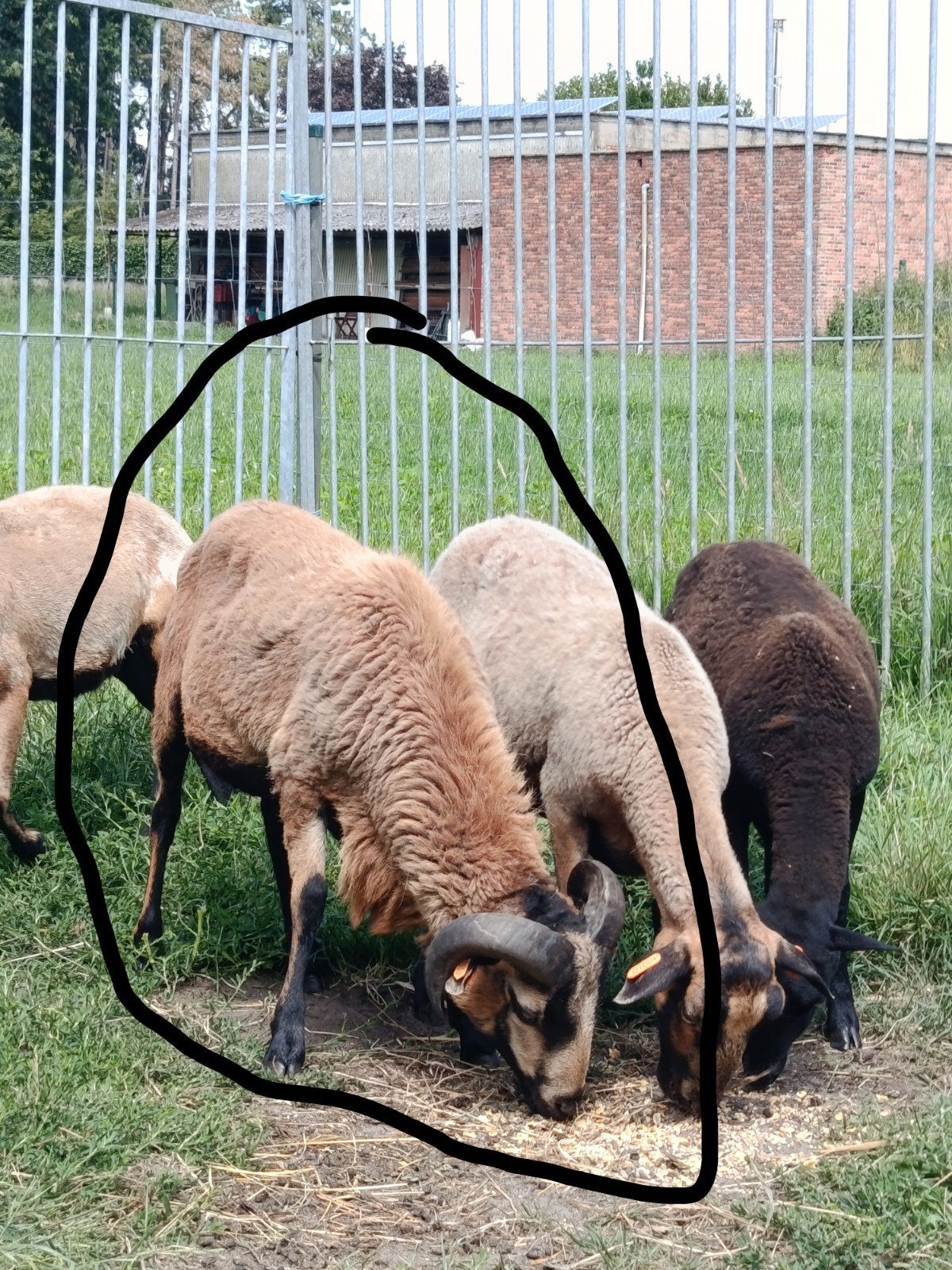 Joli bélier, Animaux & Accessoires, Moutons, Chèvres & Cochons