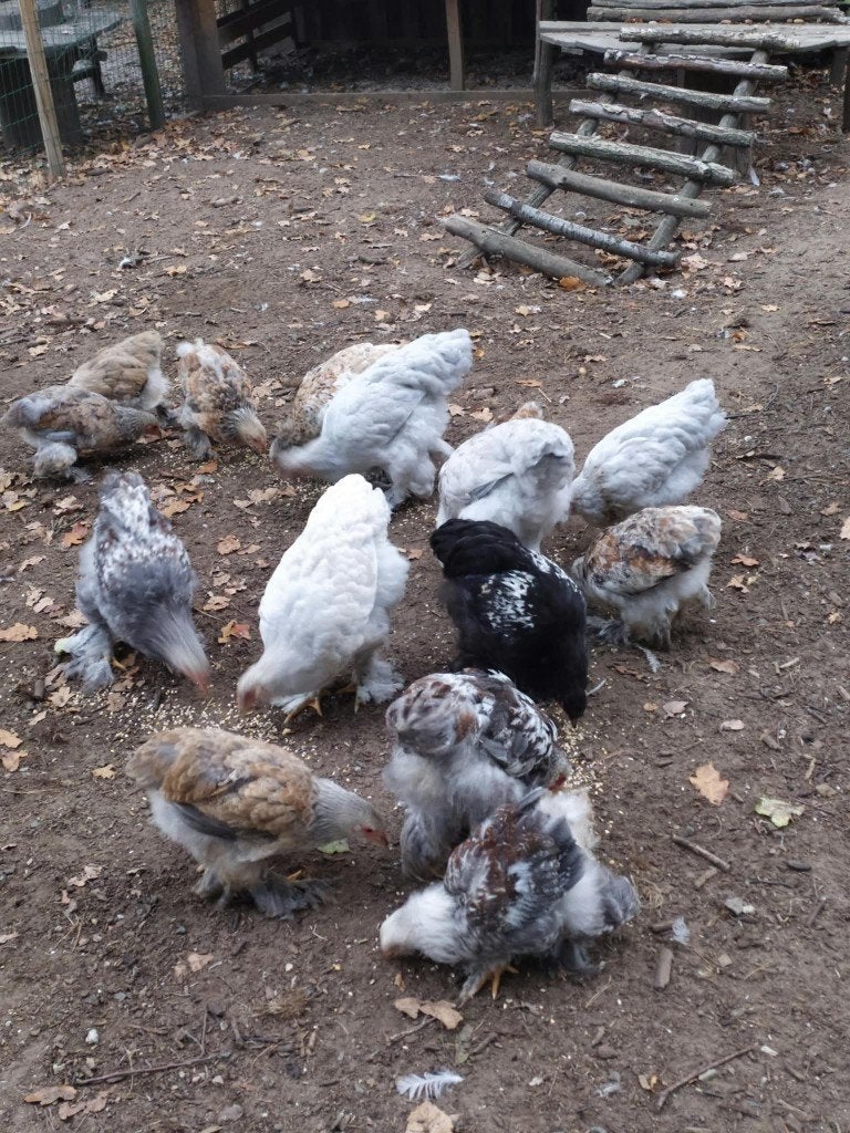 Jonge Brahma's, Animaux & Accessoires, Sexe inconnu, Poule ou poulet