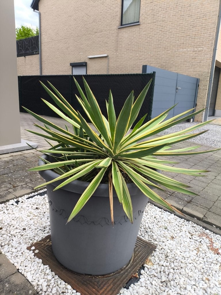 Yucca gloriosa, Tuin en Terras, Ophalen, Zomer, Vaste plant