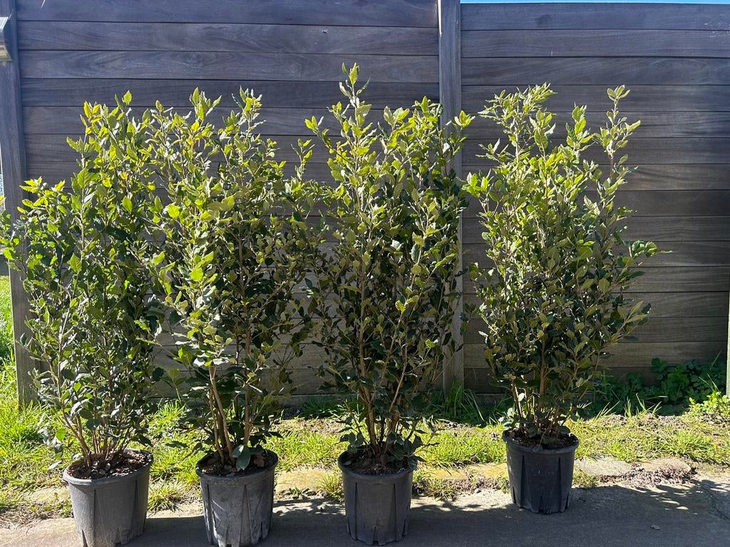 Quercus ilex (haagplant), Tuin en Terras, Ophalen