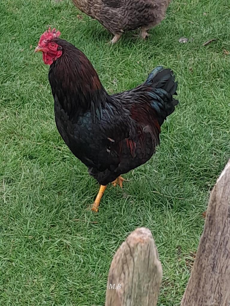 Barnevelder hanen, Dieren en Toebehoren, Mannelijk, Kip