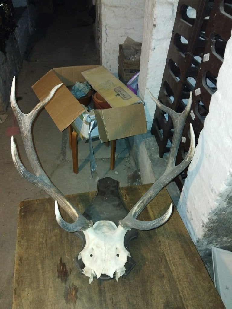 Trophés Chasse & Déco –Cerf, Brocard Curiosité & Bois, Collections, Collections Animaux, Utilisé, Bois ou Tête, Cerf, Enlèvement