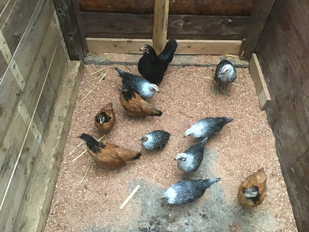 Jonge Zilverbrakel, Femelle, Poule ou poulet
