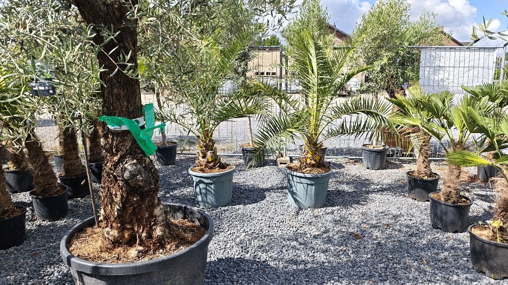 Phoenix canariensis palmboom, Jardin & Terrasse, Plantes | Arbres, Enlèvement, Palmier